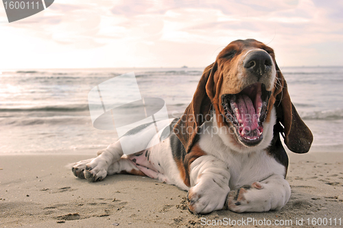 Image of yawning basset hound