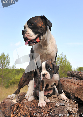 Image of mother and puppy boxer