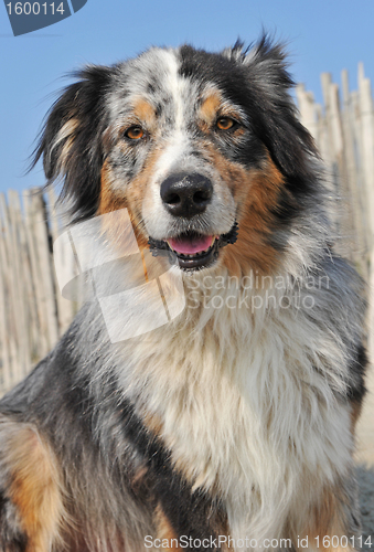 Image of australian sheepdog