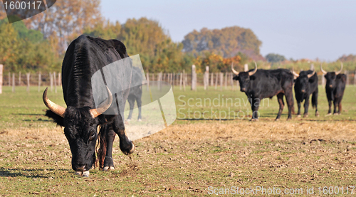 Image of angry bull