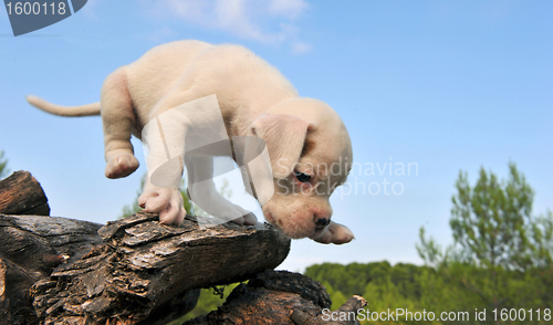 Image of white puppy boxer