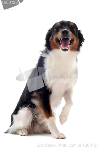 Image of smiling dog