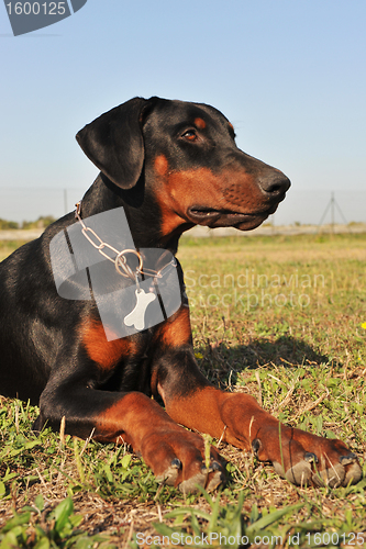 Image of doberman