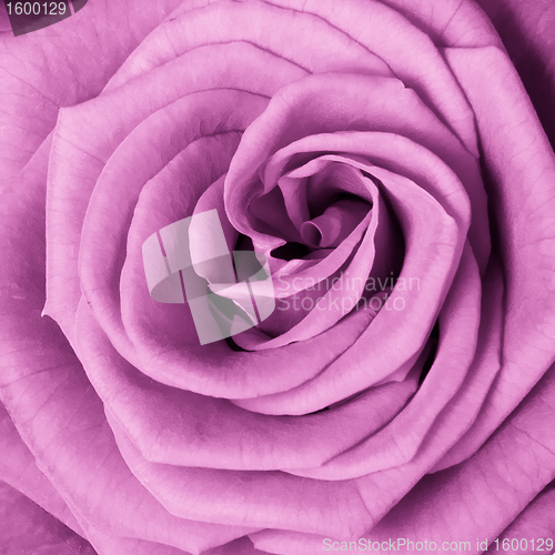 Image of pink rose