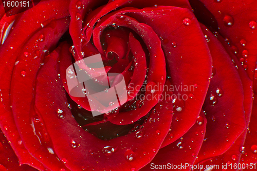 Image of red rose