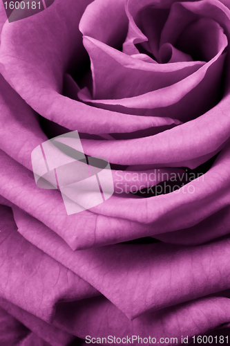 Image of pink rose