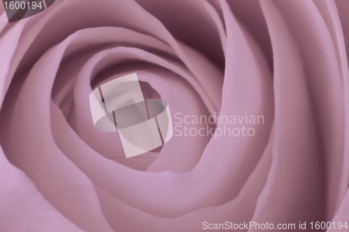 Image of pink rose macro