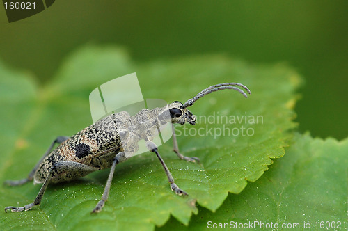 Image of Rhagium-mordax