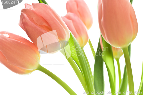 Image of orange tulips