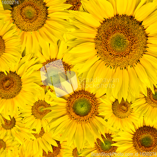 Image of sunflower background