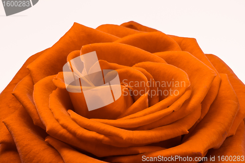 Image of orange rose