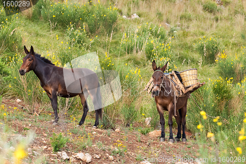 Image of Mule in bushes