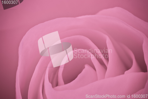 Image of pink rose macro