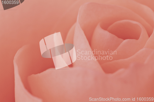 Image of pink rose macro
