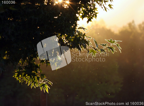 Image of Sunset in a forest