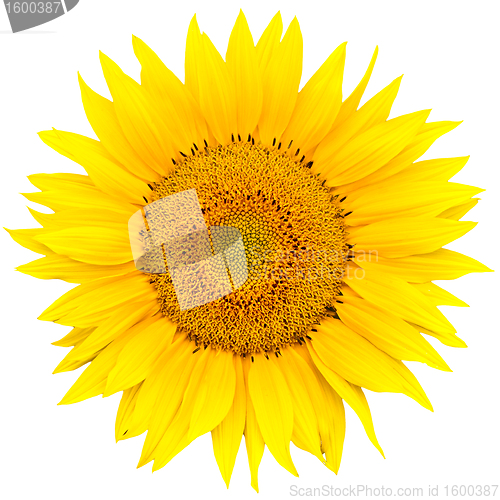 Image of sunflower