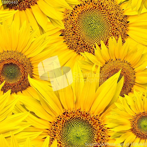 Image of sunflower background