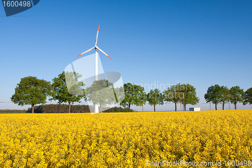 Image of windmill  farm in the rape field