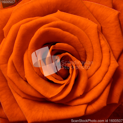 Image of orange rose