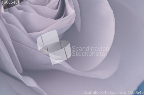 Image of rose macro