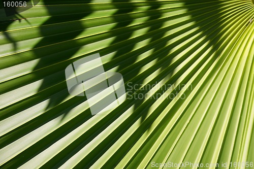 Image of Palm Background