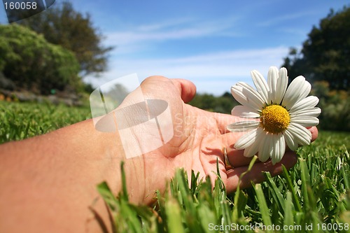 Image of Daisy Hand