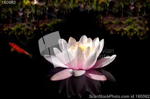Image of Waterlily Pool