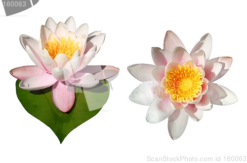 Image of Waterlily Flowers Isolated