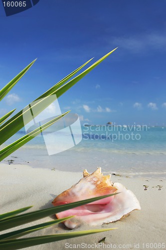 Image of Tropical Scene