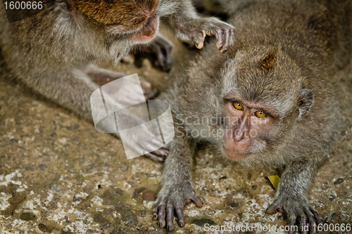 Image of Monkey (Macaca fascicularis)