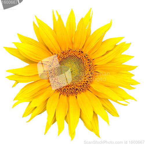 Image of sunflower