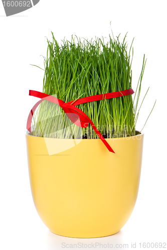 Image of easter grass