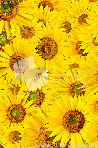 Image of sunflower background