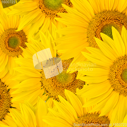 Image of background made of beautiful sunflowers