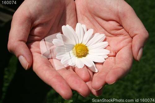 Image of Hand and Flowers