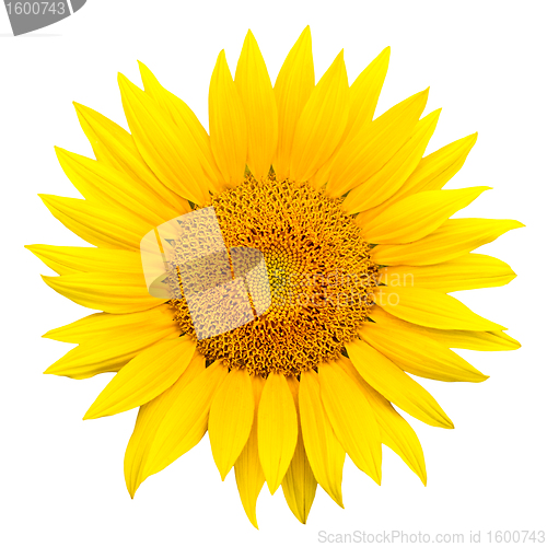 Image of sunflower