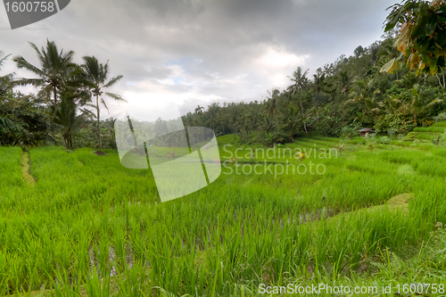 Image of rice fields in Bali, Indonesia