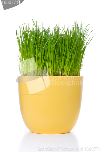 Image of grass in flowerpot