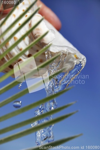 Image of Tropical Fresh Water