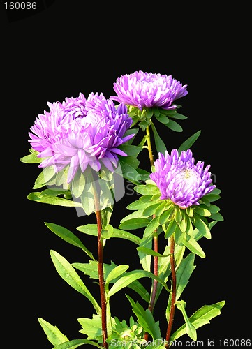 Image of Aster