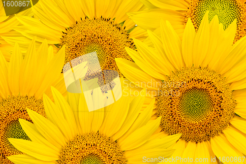 Image of background made of beautiful sunflowers
