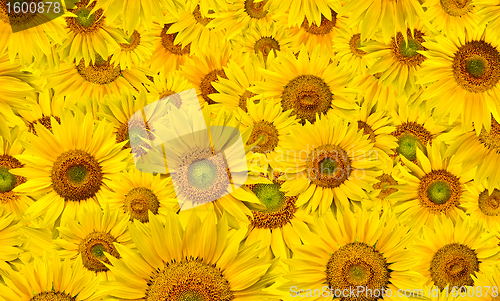 Image of sunflower background