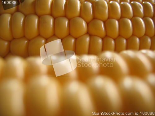 Image of corn