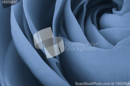 Image of blue rose macro