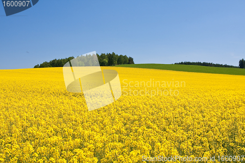 Image of rape field