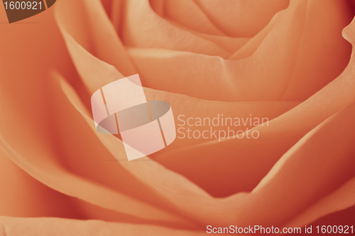 Image of orange rose macro