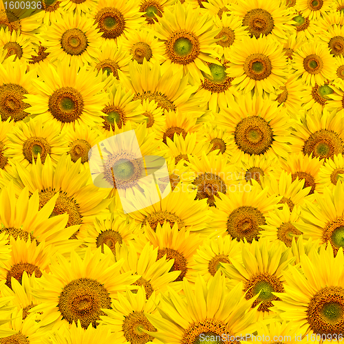 Image of sunflower background