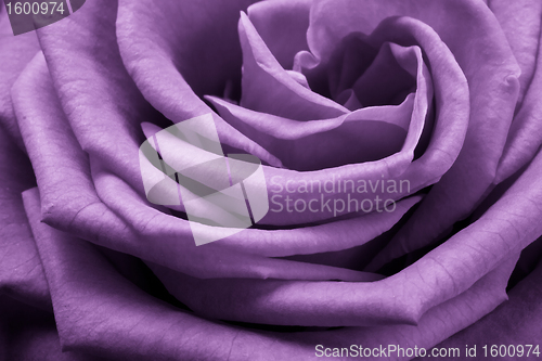 Image of violet rose