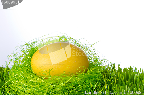 Image of easter egg in nest