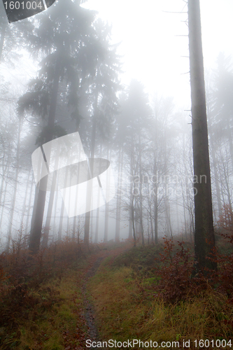 Image of misty forest